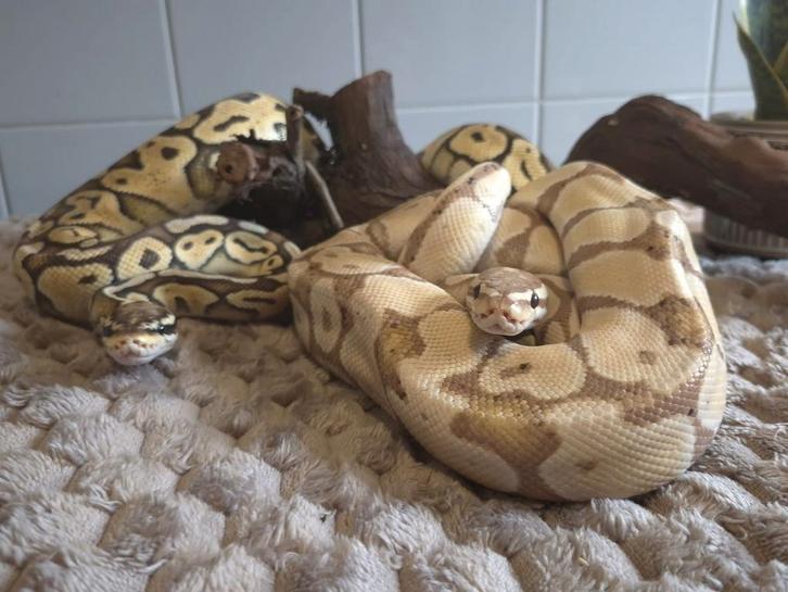 Koppeltje pythons Reticulated Python - male for sale from Miss D
