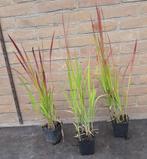Japans Bloedgras Siergras Imperata cylindrica Red Baron, Tuin en Terras, Planten | Tuinplanten, Ophalen, Vaste plant, Siergrassen