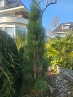 Zwarte den 'Green Tower' 2.00m - Zelf uitgraven, Tuin en Terras, Planten | Bomen, Bloeit niet, 100 tot 250 cm, Zuilboom, Ophalen