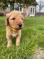 Labradoodle / Australian labradoodle pups, Overige rassen, 8 tot 15 weken, Parvo, Meerdere