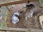 2 konijnen- gratis voor een goed thuis