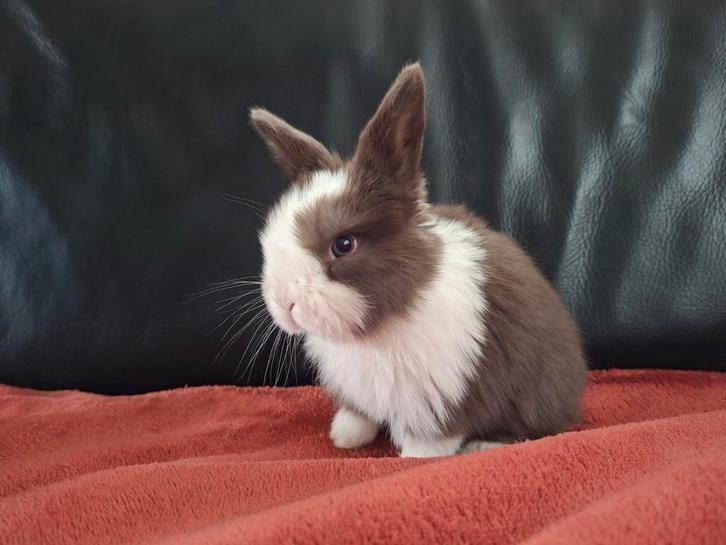 NHD x minilop konijntjes, Dieren en Toebehoren, Konijnen, Dwerg, Meerdere dieren, 0 tot 2 jaar, Hangoor