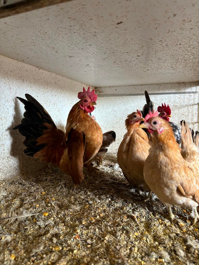 Ayam serama broedeieren, Dieren en Toebehoren, Pluimvee, Geslacht onbekend, Kip
