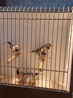 Spitsstaartamadines, Dieren en Toebehoren, Meerdere dieren, Tropenvogel, Geringd