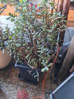 Vetplant, Ophalen of Verzenden, Overige soorten