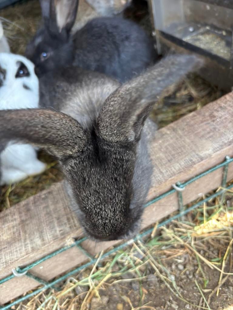 nestje konijnen vlaamse reus x lotharinger, Dieren en Toebehoren, Konijnen, Meerdere dieren, Groot, 0 tot 2 jaar