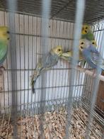 Regenboog mannen, Dieren en Toebehoren, Vogels | Parkieten en Papegaaien, Mannelijk, Parkiet