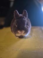 Kleur dwerg rammetje 🩵🐰🏡, Mannelijk, 0 tot 2 jaar