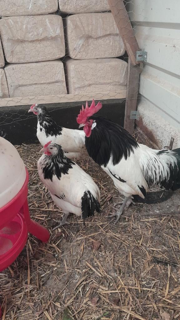 Toompje lakenvelders, Meerdere dieren, Kip