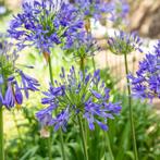 Agapanthus africanus / Afrikaanse lelie P9 pot, Ophalen of Verzenden, Vaste plant, Overige soorten, Volle zon