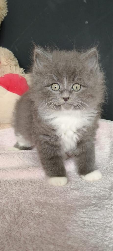 Siberische boskat kittens, Dieren en Toebehoren, Meerdere dieren, Gechipt, 0 tot 2 jaar