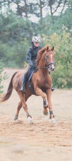 KWPN ruin, allrounder, ideaal leerpaard, 175 cm of meer, Met stamboom, Ruin, M