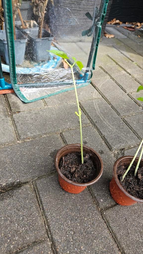 Stamslabonen, Ophalen, Eenjarig, Groenteplanten, Volle zon