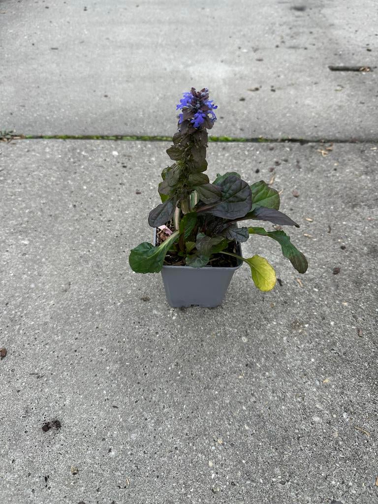 Ajuga Atropurpurea P9 kruipend zenegroen, Bodembedekkers, Vaste plant, Ophalen of Verzenden, Halfschaduw