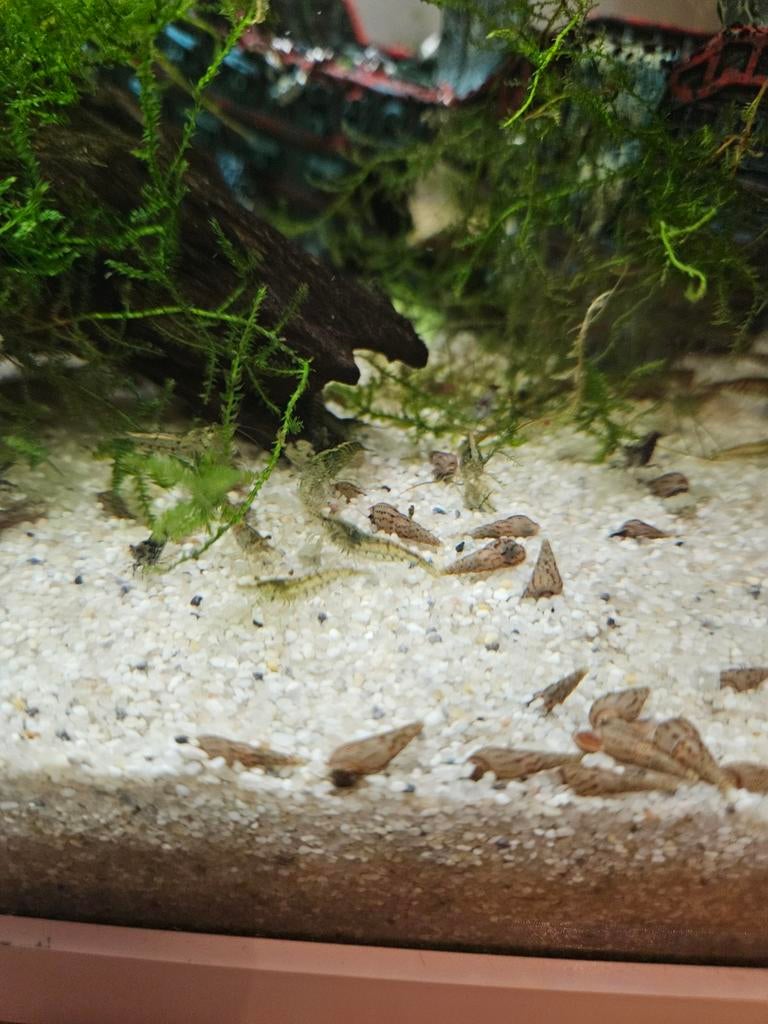 Glasgarnalen neocardina, Dieren en Toebehoren, Vissen | Aquariumvissen, Vis