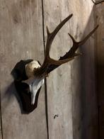 Mooie grote Reebok schedel (10), Ophalen of Verzenden, Nieuw, Hert, Schedel