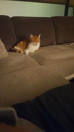 Huiskat, Dieren en Toebehoren, Kater, Kortharig, 6 jaar of ouder