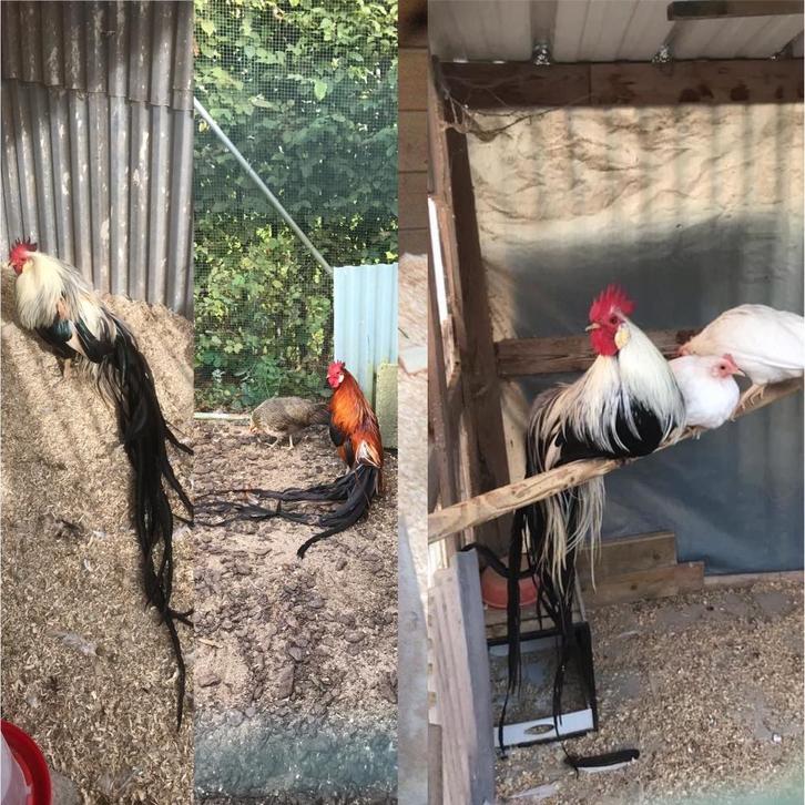 Broedeieren Onagadori, Dieren en Toebehoren, Pluimvee, Kip, Geslacht onbekend