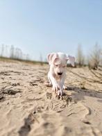 Dogo Argentino geboren 07-01-26(nog 1teefje beschikbaar), Overige rassen, Meerdere, Meerdere dieren, Nederland