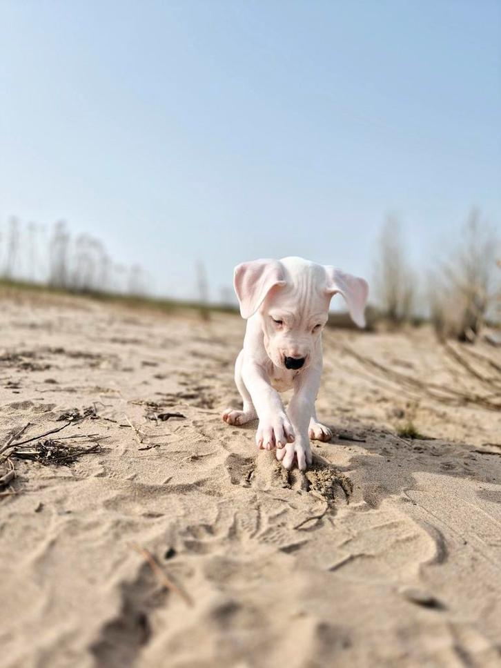 Dogo Argentino geboren 07-01-26(nog 1teefje beschikbaar), Dieren en Toebehoren, Honden | Bulldogs, Pinschers en Molossers, Meerdere dieren