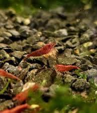 Jonge blody mary garnalen, Kreeft, Krab of Garnaal