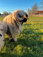 Stamboek Walliser Schwarznase ram te koop, Mannelijk, Schaap