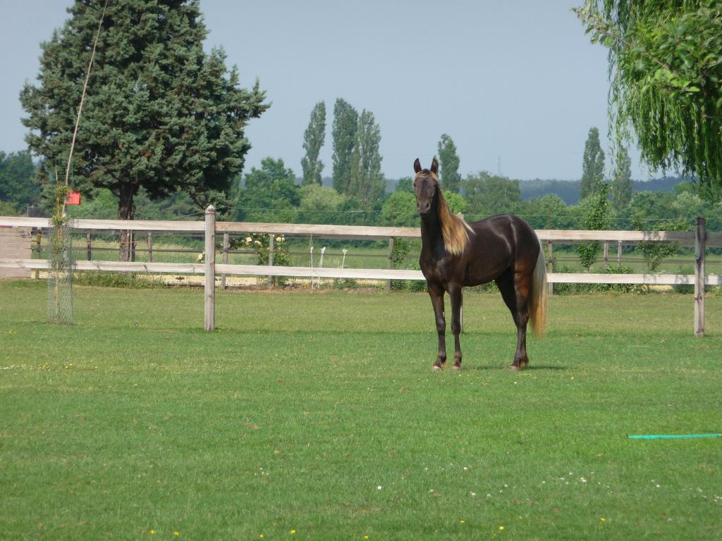 stal vrij, Weidegang, 1 paard of pony