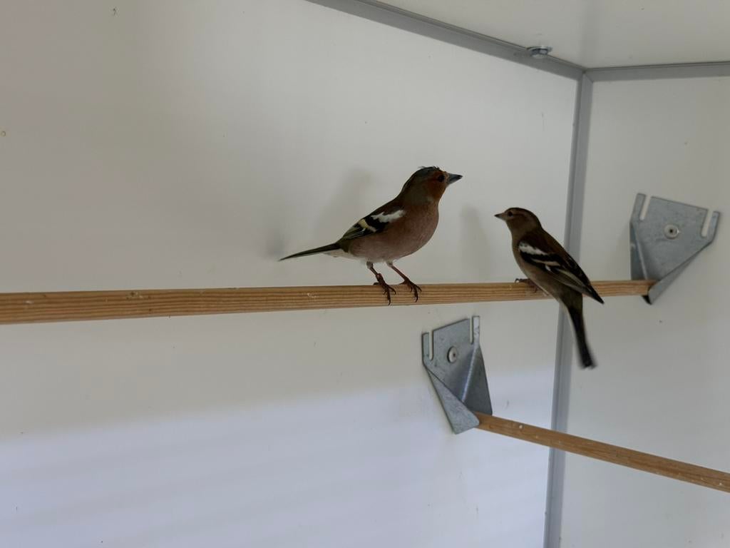 Koppel vinken, Meerdere dieren, Wildzangvogel