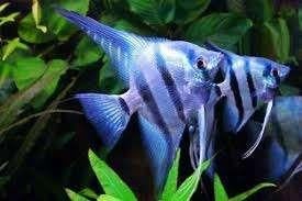 Maanvis Pterophyllum scalare Blue, Dieren en Toebehoren, Vissen | Aquariumvissen, Vis