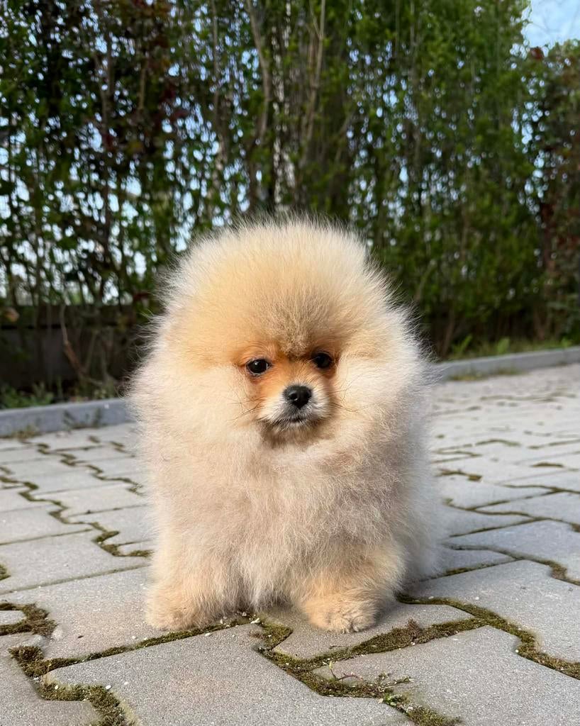 Pomeranian, Nederland, 8 tot 15 weken, Parvo, Eén hond