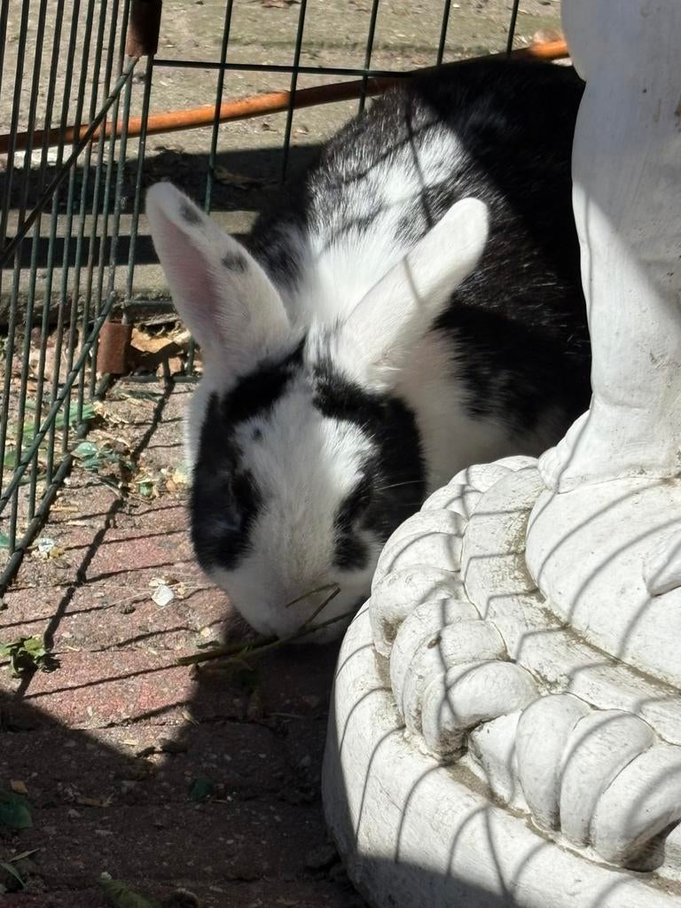 Dwerg konijn, Dieren en Toebehoren, Konijnen, Vrouwelijk, Dwerg