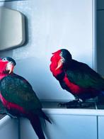Lori papegaaien, man, geringd, DNA 2020/2021, Dieren en Toebehoren, Mannelijk, Papegaai, Geringd