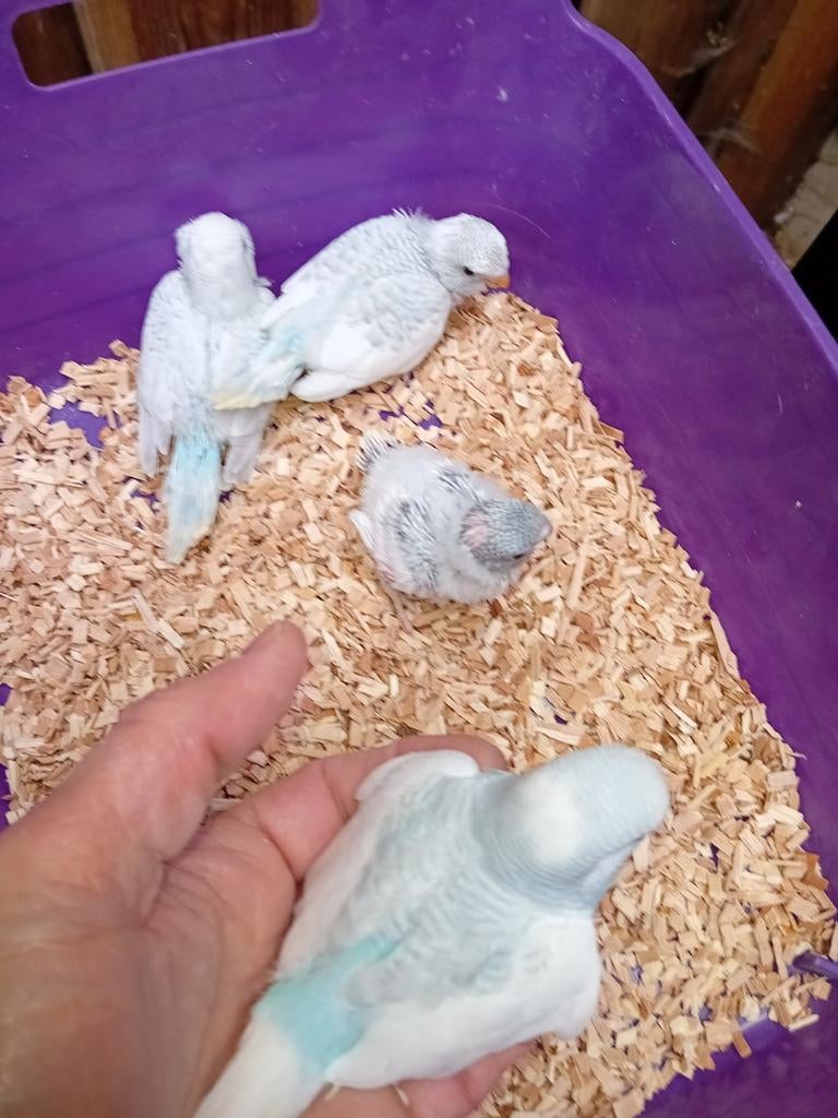 Mooie jonge grasparkietjes, Meerdere dieren, Parkiet, Geringd