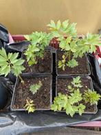 Maggie plant in pot, Ophalen, Overige soorten, Volle zon