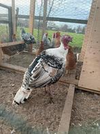 Mooie jonge Ronquires in de kleur hermelijn, Dieren en Toebehoren, Pluimvee, Mannelijk, Kalkoen