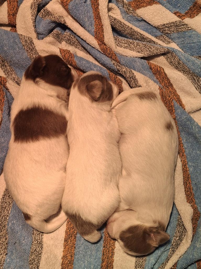 Chihuahua pups, Parvo, 8 tot 15 weken, Meerdere, Meerdere dieren