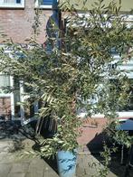 Hele mooie olijfboom  6 jaar oud, Volle zon, Bloeit niet, Ophalen of Verzenden, 100 tot 250 cm