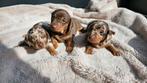 Bijzonder mooie teckel puppy’s, Merle & choco puppies., Standaard, HCC (leverziekte), 8 tot 15 weken, Korthaar