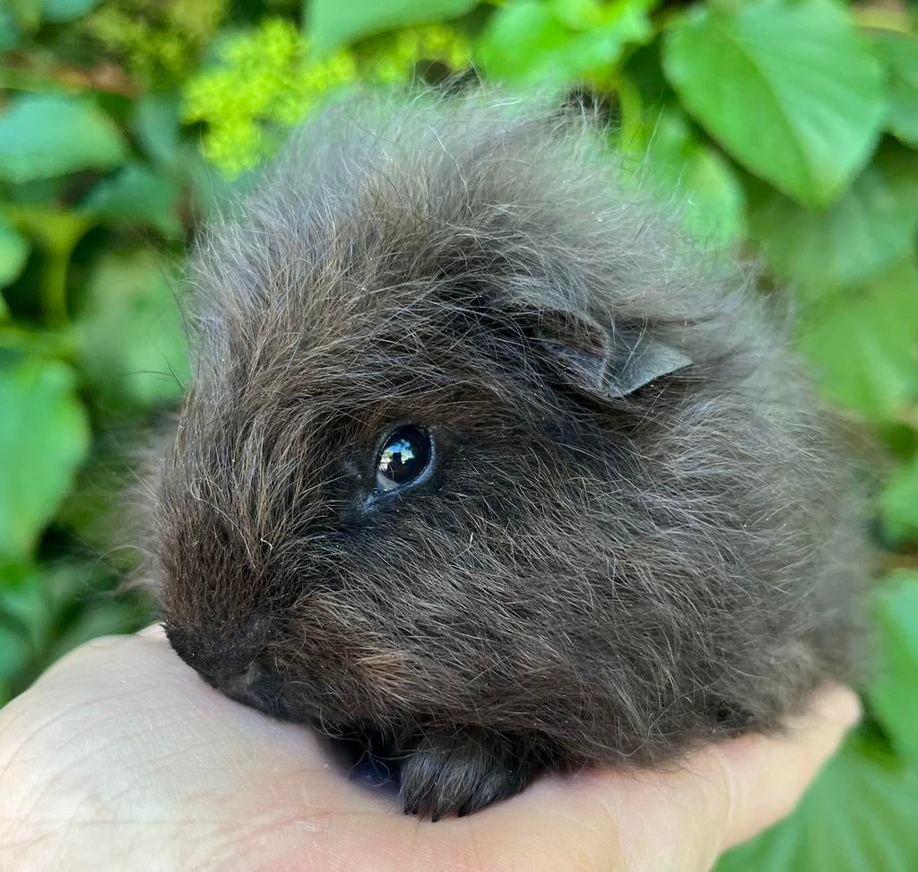 Donkerbruin CH teddy beertje, Dieren en Toebehoren, Knaagdieren, Mannelijk, Tam, Maart, Cavia