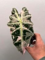 Alocasia Polly pink variegata, Huis en Inrichting, Kamerplanten, Overige soorten, In pot, Minder dan 100 cm, Bloeiende kamerplant