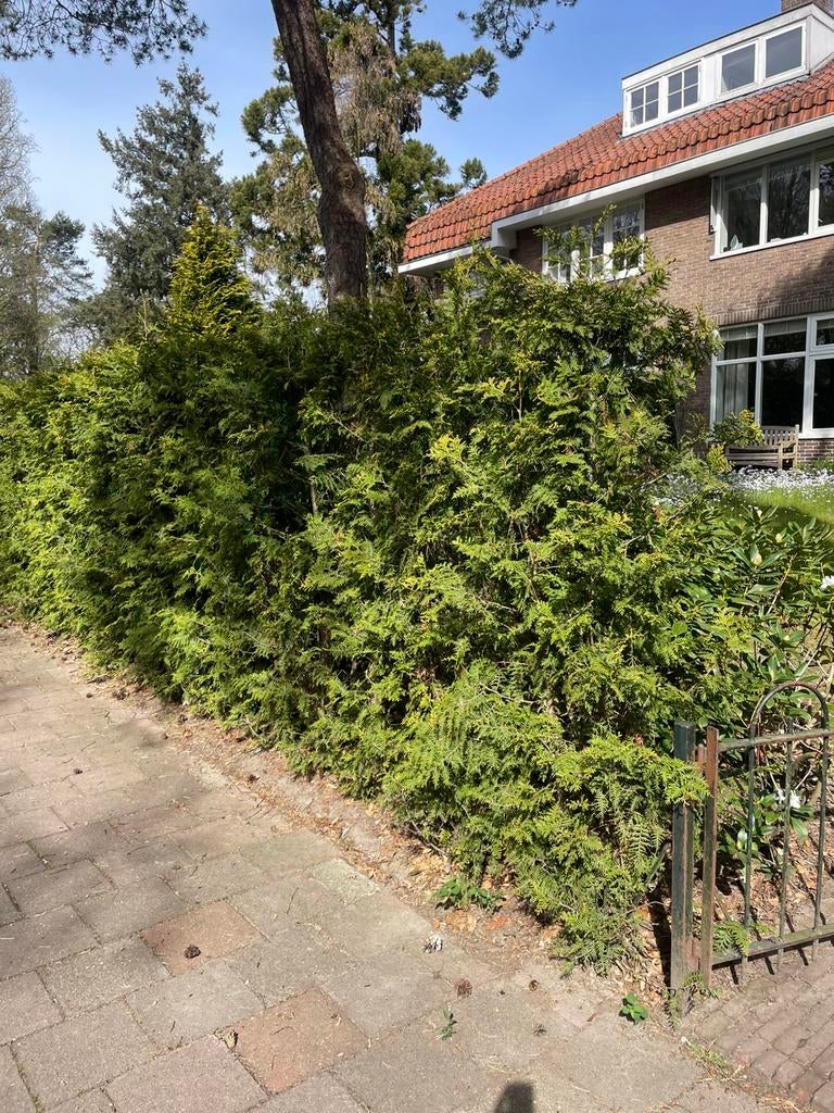 15 boompjes, Ophalen, Overige soorten, Minder dan 100 cm