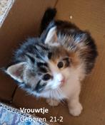 Nog 2 Prachtige maine coons  kittens , zie de foto's, Meerdere dieren, Gechipt, 0 tot 2 jaar