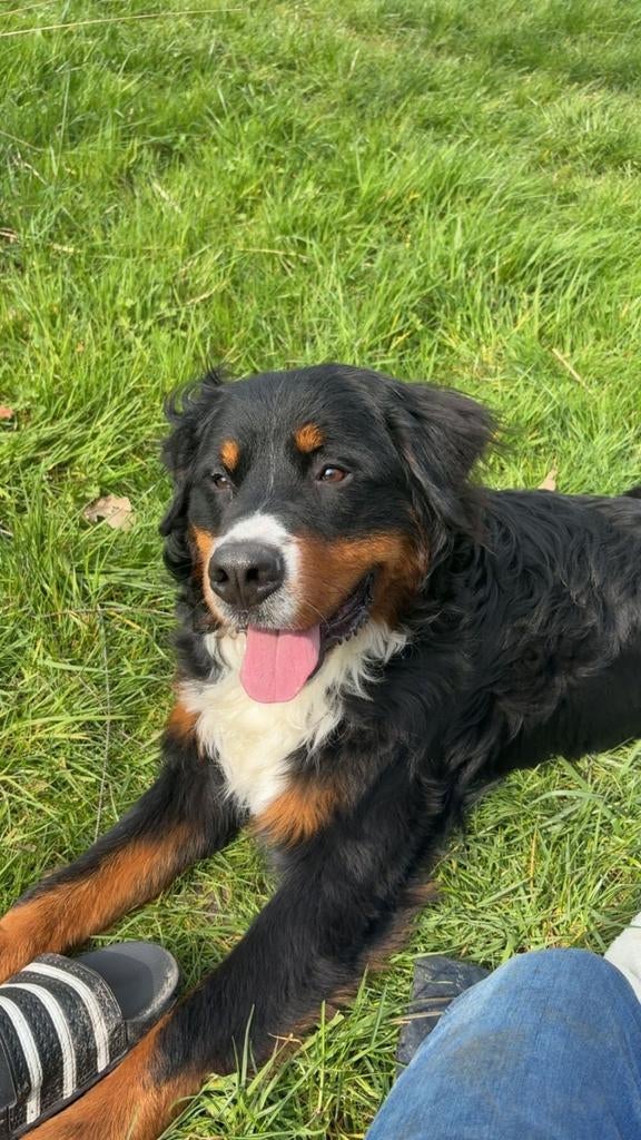 Berner senner 10 maanden, 15 weken tot 1 jaar, Reu, Sennenhond, Eén hond