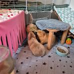 2 lieve cavia's zoeken samen een nieuw 5️sterren huis., Cavia, Augustus, Mannelijk, Tam