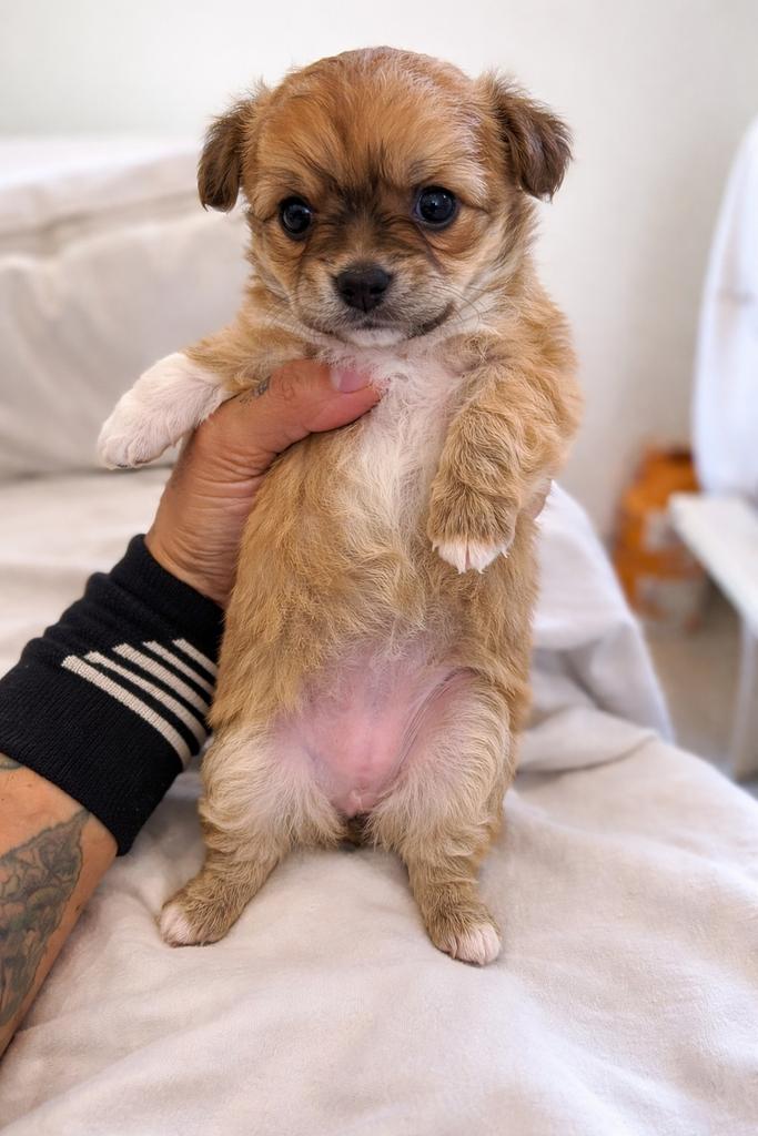 Chihuahua teefjes, Parvo, 8 tot 15 weken, Meerdere, Meerdere dieren
