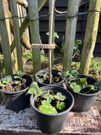 AARDBEIENPLANTJES uit Biologische moestuin. Vaste plant, Ophalen, Volle zon, Vaste plant, Fruitplanten