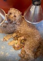 Australian labradoodle ( medium), Dieren en Toebehoren, Parvo, Overige rassen, 8 tot 15 weken, Meerdere