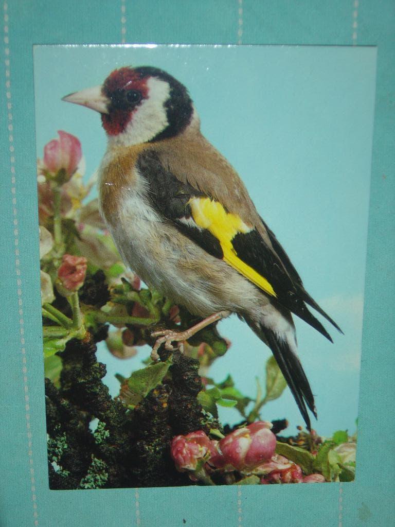 10) Kleuren ansichtkaart Putter, Ophalen of Verzenden, 1960 tot 1980, Gelopen, Vogel