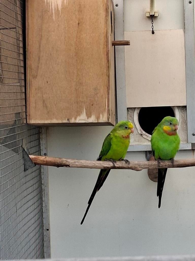 Diverse soorten vogels en aluminium voliere panelen, Meerdere dieren, Parkiet, Geringd