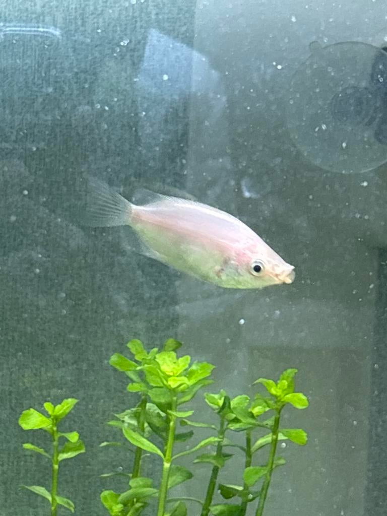 Zoenvis (kissing gourami) (moet ZSM weg), Dieren en Toebehoren, Vis